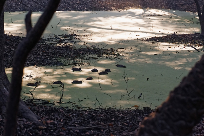 Keoladeo national park-052